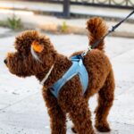 A variety of walking dog leads in different styles and colors, perfect for pet owners looking for the best options for their dogs.