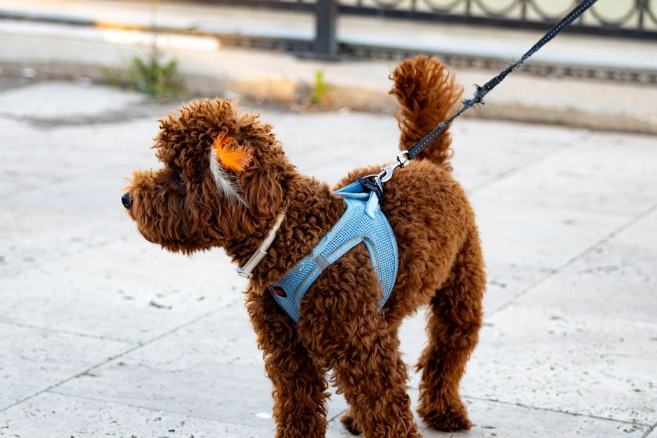 A variety of walking dog leads in different styles and colors, perfect for pet owners looking for the best options for their dogs.